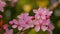 Beautiful pink fresh cherry flower tree, blossoming time