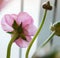 Beautiful Pink Fresh Ranunculus Flowers on white background. Isolated Closeup. Romance decoration