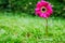 Beautiful pink and fresh Zinnia flower that place in the home garden in the morning