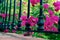 Beautiful pink fuchsia bougainvillea between a black wrought iron railing 5