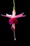 Beautiful pink fuchsia flower