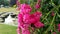Beautiful pink garden rose close-up