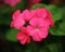 Beautiful pink geraniums flower in nature