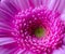 Beautiful pink gerbera Asteraceae flower in close-up