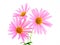 Beautiful pink gerbera daisies