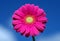 Beautiful pink gerbera daisy as macrophotography on blue sky