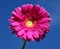 Beautiful pink gerbera daisy on the sky in close up picture.