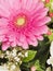 Beautiful pink gerbera flower