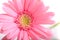 Beautiful pink gerbera flower blooming in springtime