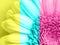 Beautiful pink gerbera flower in macro closeup. Pastel color. Wallpaper, background, desktop, cover.