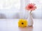 Beautiful pink Gerbera jamesonii daisy flower in vase on table ,Barberton Transvaal daisy copy space for text lettering flower in
