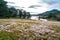 Beautiful pink grass valley and pine trees on lakeside