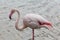 Beautiful pink Great flamingo bird side portrait