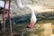 Beautiful pink greater flamingo bird drinking water in a pond.