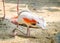 Beautiful pink greater flamingo bird resting and sleeping by sitting on its knee.