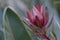 Beautiful pink green leaves of the Safari Sunset