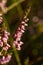 A beautiful pink heathers growing in a marsh in morning light.