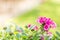 Beautiful pink hedge flower, Weeping lantana