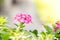 Beautiful pink hedge flower, Weeping lantana