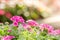 Beautiful pink hedge flower, Weeping lantana