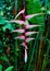 Beautiful pink heliconia flower in tropical forest