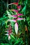 Beautiful pink heliconia flower in tropical forest