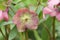 A beautiful pink Helleborus, Christmas rose, plant in flower.