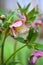 Beautiful pink Helleborus, spring flowers are blooming in the garden