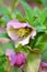 Beautiful pink Helleborus, spring flowers are blooming in the garden