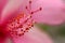 Beautiful Pink Hibiscus Flower. Elements of flower. Macro Photography