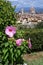 Beautiful pink hibiscus flower in a garden located at Michelangelo square with Cathedral of Santa Maria del Fiore on the