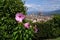 Beautiful pink hibiscus flower in a garden located at Michelangelo square with Cathedral of Santa Maria del Fiore on the