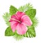 Beautiful Pink Hibiscus Flowers Blossom and Tropical Leaves