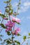 Beautiful pink Hollyhock flowers in the garden