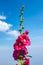 Beautiful pink hollyhock flowers over blue sky with clouds. Outdoor summer day.