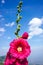 Beautiful pink hollyhock flowers over blue sky with clouds. Outdoor summer day.