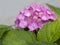 Beautiful pink hortensia close up. Artistic natural background