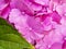 Beautiful pink hortensia close up. Artistic natural background