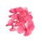 Beautiful pink hortensia plant florets on white background