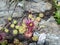 Beautiful pink houseleek cornflower in the french alps mountain.