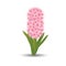 Beautiful pink hyacinth with the effect of a watercolor drawing. flower on white background. Vector illustration