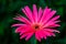 Beautiful pink hybrid Gerbera or Barberton daisy flowers