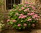 Beautiful pink Hydrangea in pot in front of flint stone wall