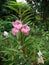 A beautiful pink Indian rose in Assam