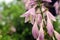 Beautiful pink inflorescence hosts in summer gard