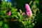 Beautiful pink inflorescence spike in flower