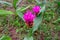 Beautiful pink Krachiao flowers in forest national park