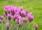 Beautiful pink lavender blossom