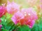 Beautiful pink Lesser Bougainvillea flowers in garden