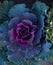 Beautiful Pink lettuce flower